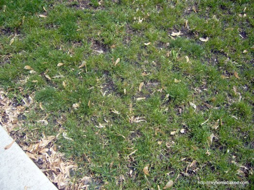 This grass needs help.