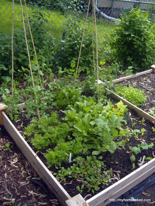 Our growing veggie plot! I am now addicted to freshly picked lettuce.